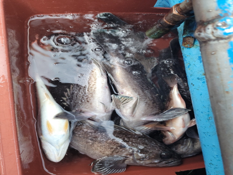 레인져호 조황갤러리입니다.