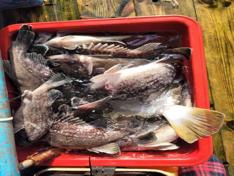 레인져호 조황갤러리입니다.