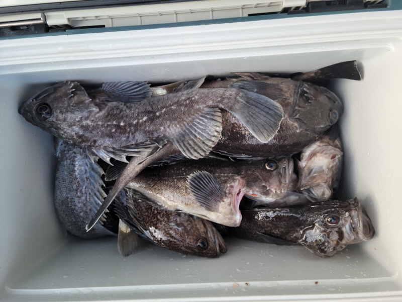 레인져호 조황갤러리입니다.