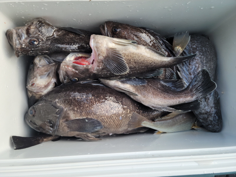 레인져호 조황갤러리입니다.