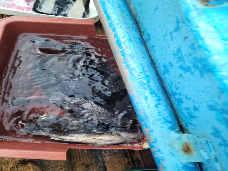 레인져호 조황갤러리입니다.