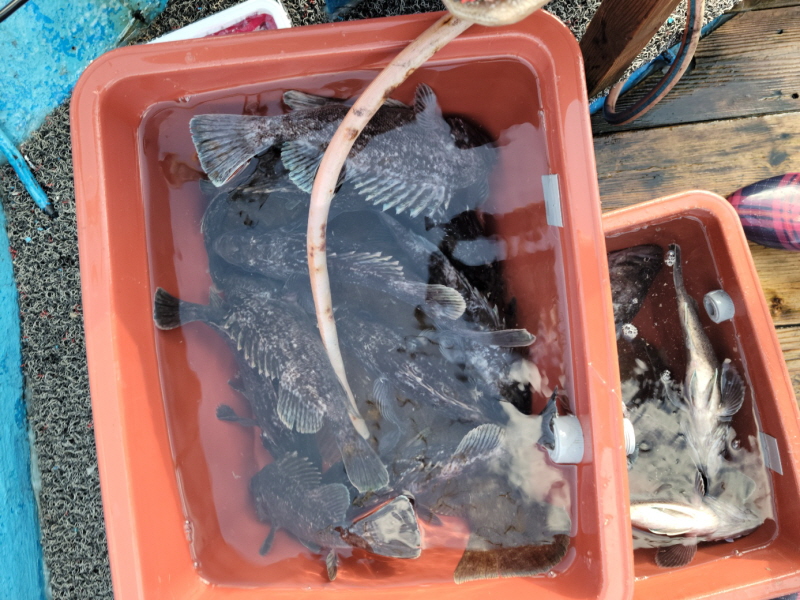 레인져호 조황갤러리입니다.