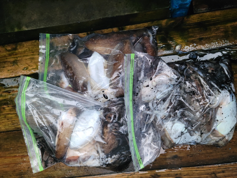 레인져호 조황갤러리입니다.