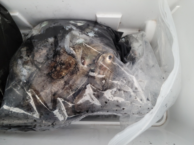 레인져호 조황갤러리입니다.