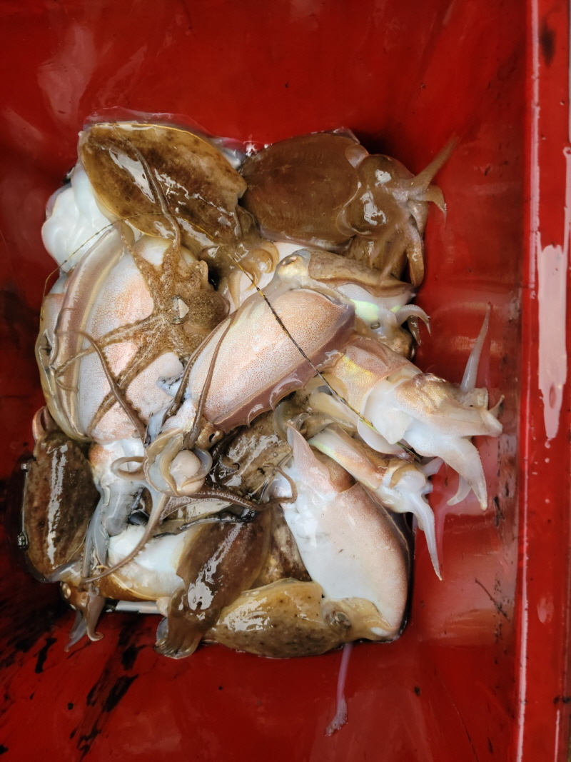 레인져호 조황갤러리입니다.