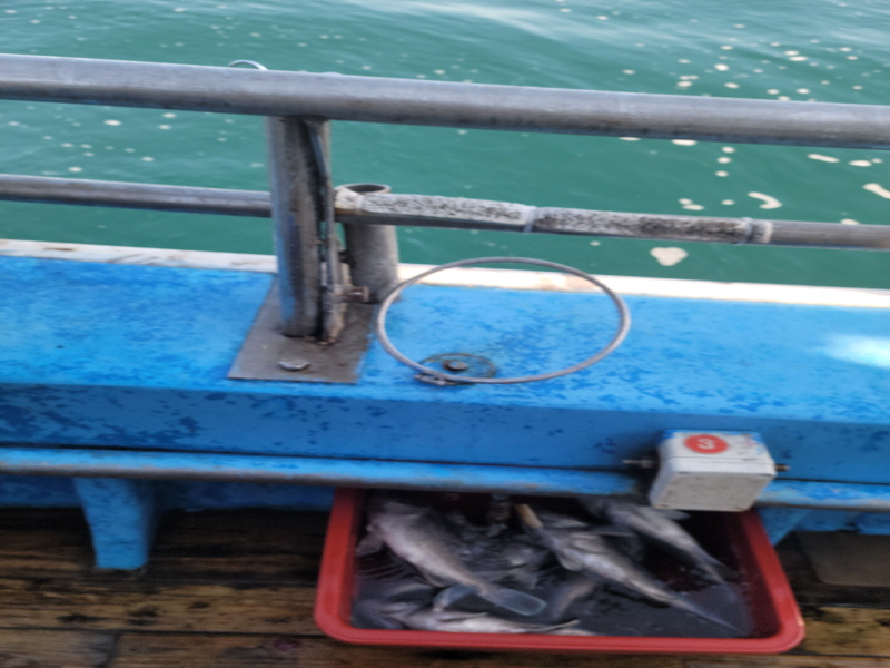 레인져호 조황갤러리입니다.