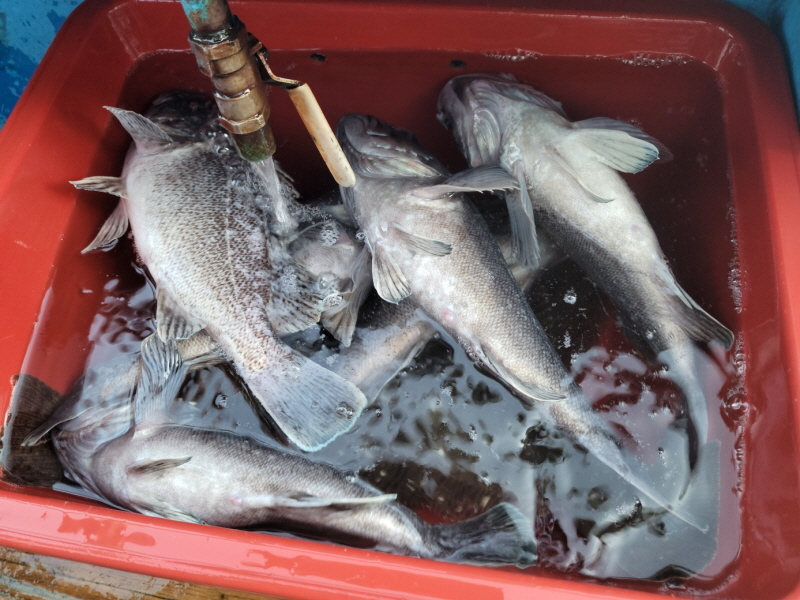 레인져호 조황갤러리입니다.