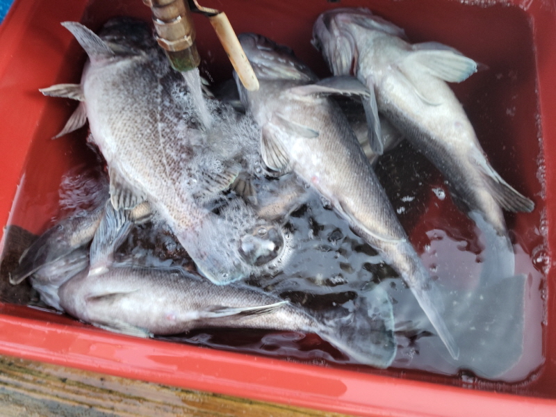 레인져호 조황갤러리입니다.