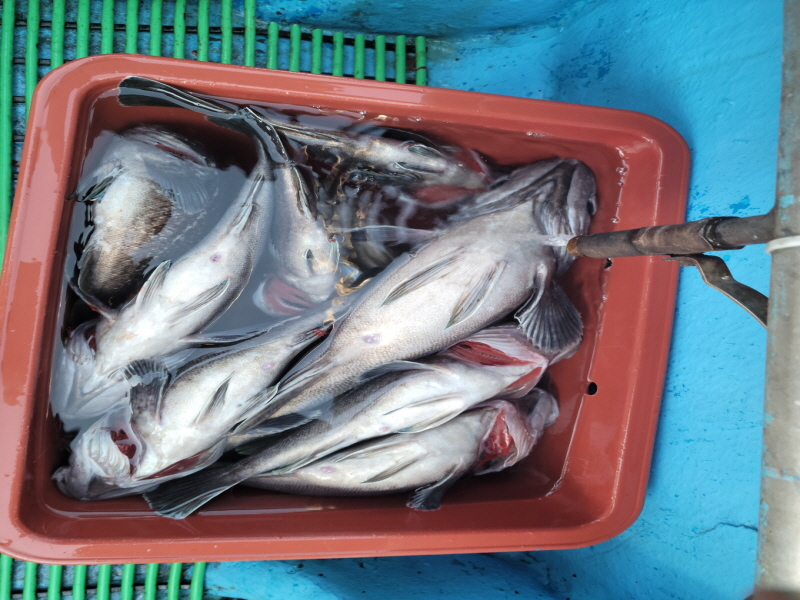 레인져호 조황갤러리입니다.