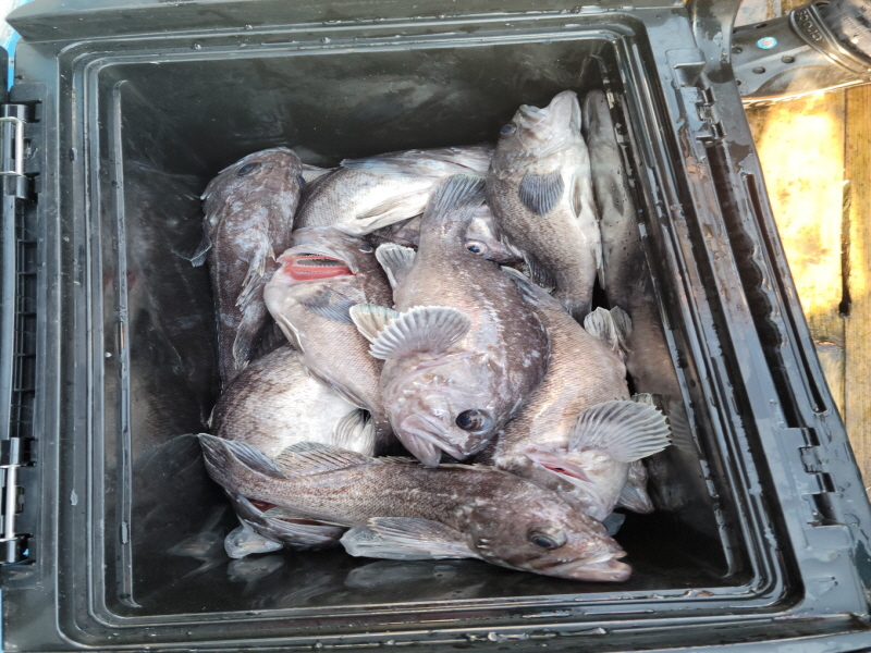 레인져호 조황갤러리입니다.