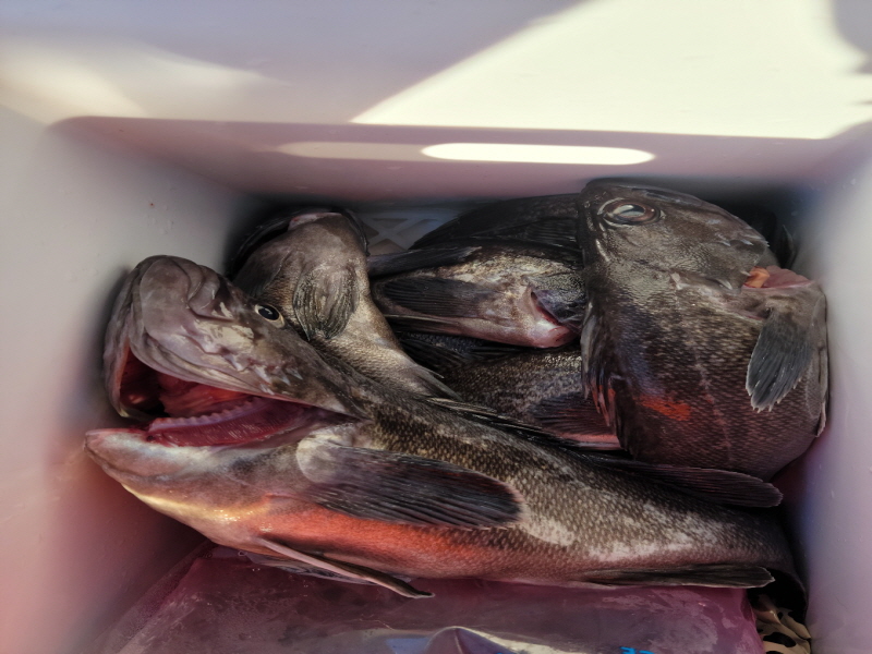 레인져호 조황갤러리입니다.