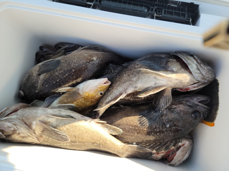 레인져호 조황갤러리입니다.