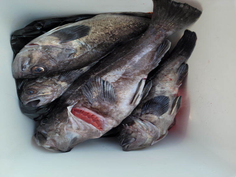 레인져호 조황갤러리입니다.