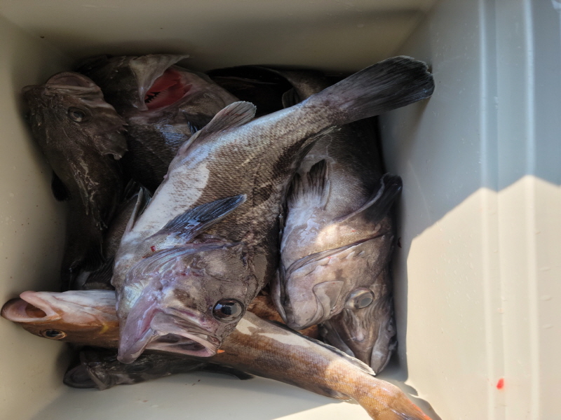 레인져호 조황갤러리입니다.