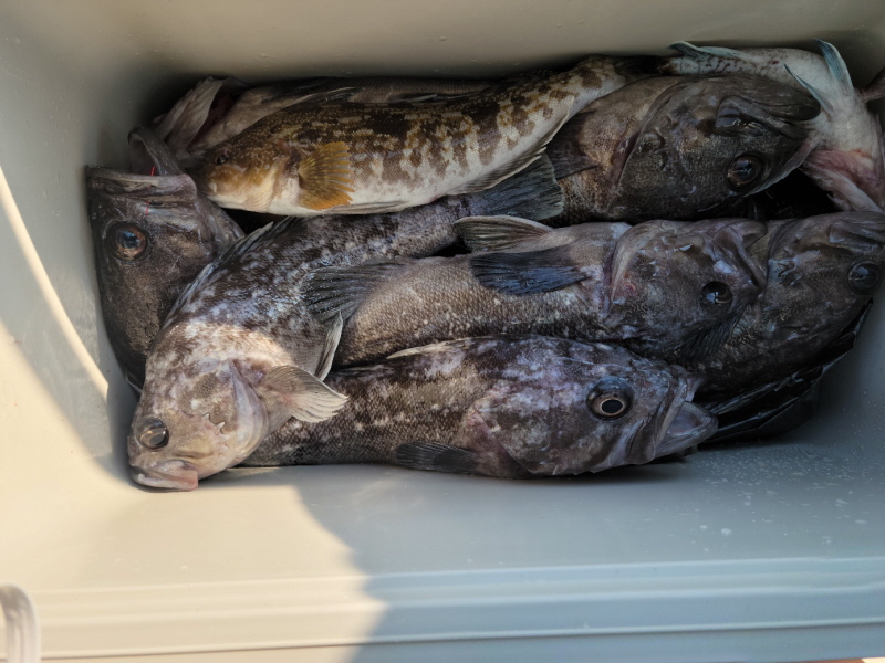 레인져호 조황갤러리입니다.