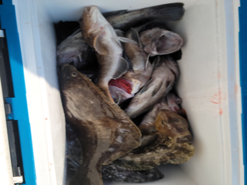 레인져호 조황갤러리입니다.