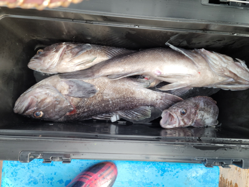 레인져호 조황갤러리입니다.