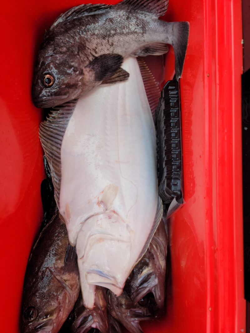 레인져호 조황갤러리입니다.