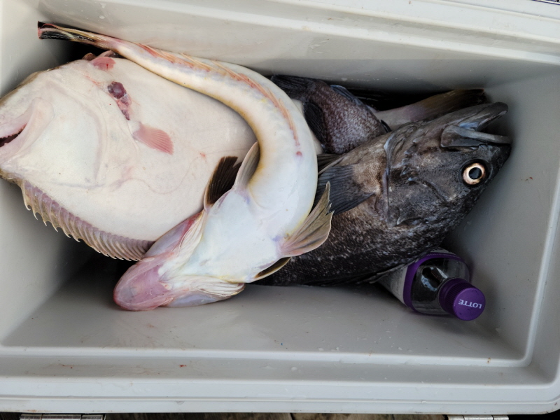 레인져호 조황갤러리입니다.