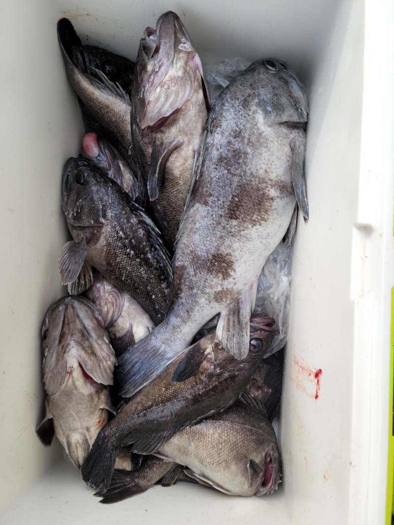 레인져호 조황갤러리입니다.