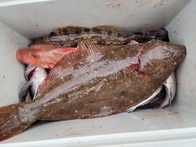 레인져호 조황갤러리입니다.