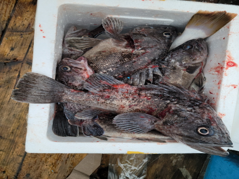 레인져호 조황갤러리입니다.