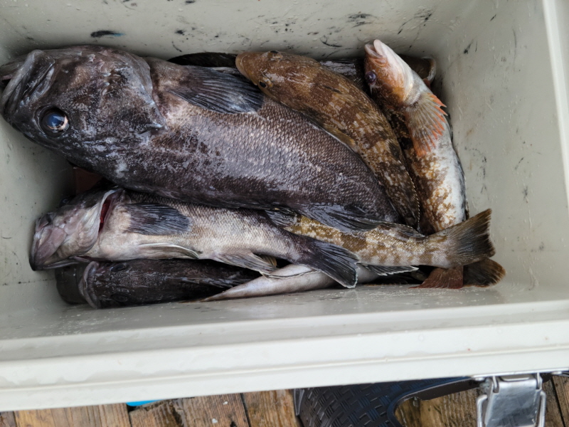 레인져호 조황갤러리입니다.