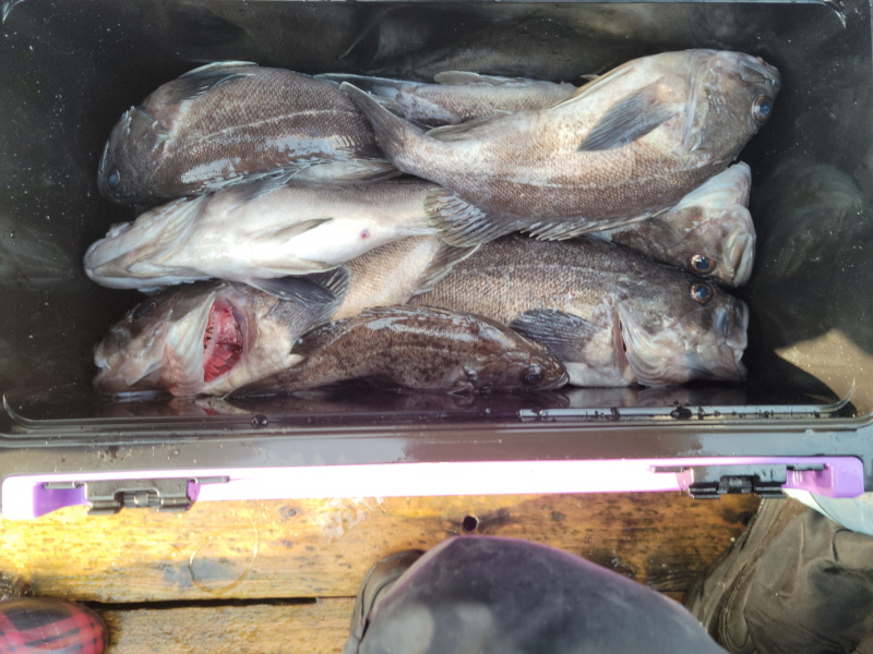 레인져호 조황갤러리입니다.