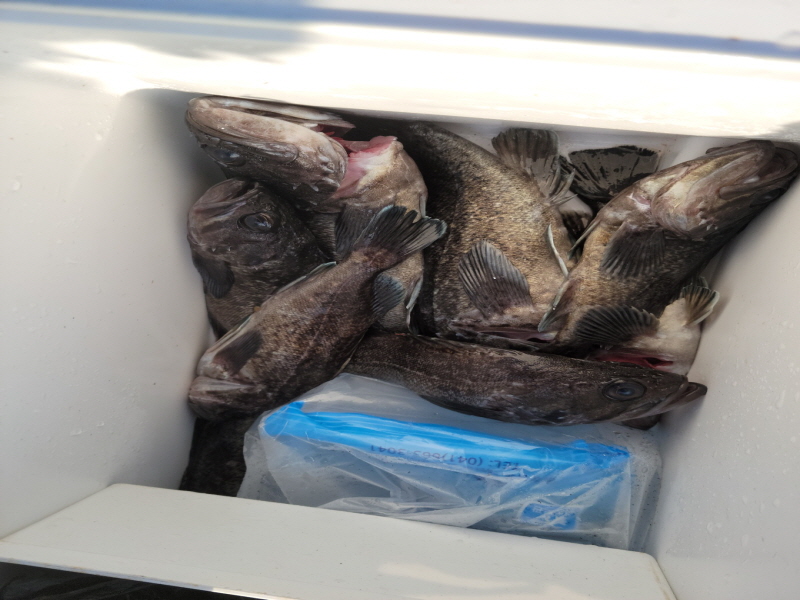 레인져호 조황갤러리입니다.