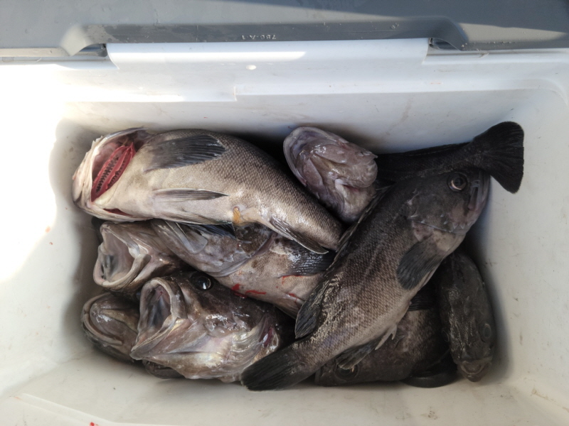 레인져호 조황갤러리입니다.