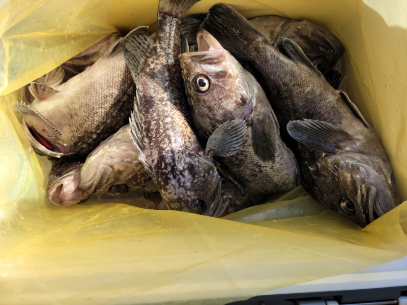 레인져호 조황갤러리입니다.