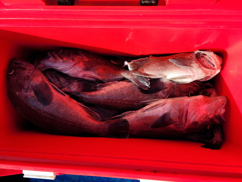 레인져호 조황갤러리입니다.