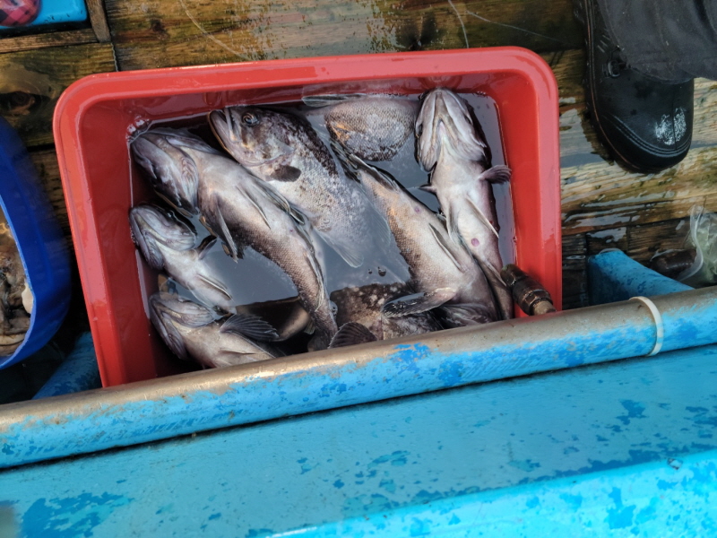 레인져호 조황갤러리입니다.