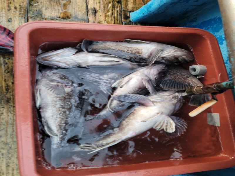 레인져호 조황갤러리입니다.