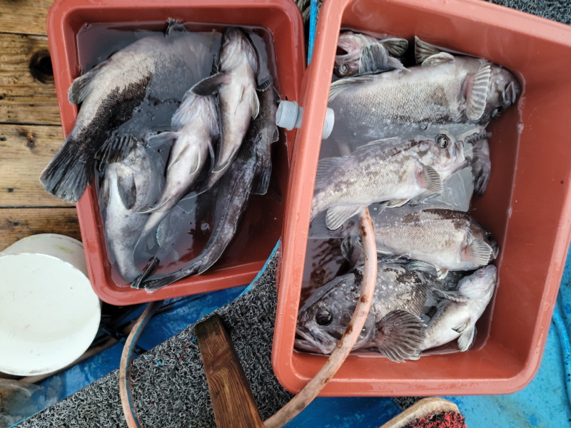 레인져호 조황갤러리입니다.