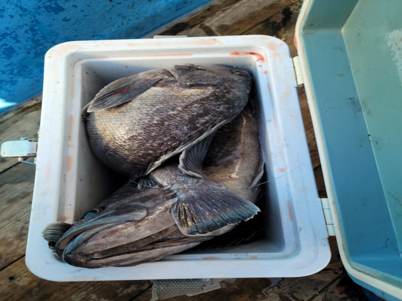 레인져호 조황갤러리입니다.