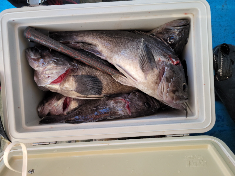 레인져호 조황갤러리입니다.