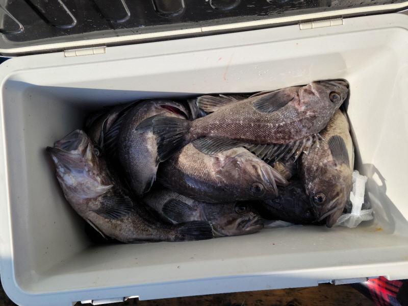 레인져호 조황갤러리입니다.