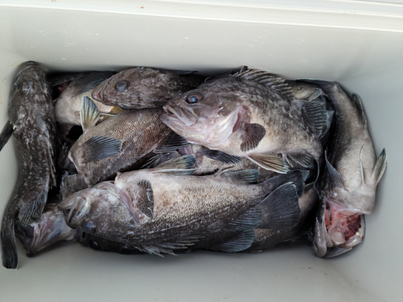 레인져호 조황갤러리입니다.