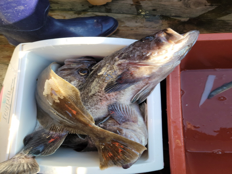 레인져호 조황갤러리입니다.