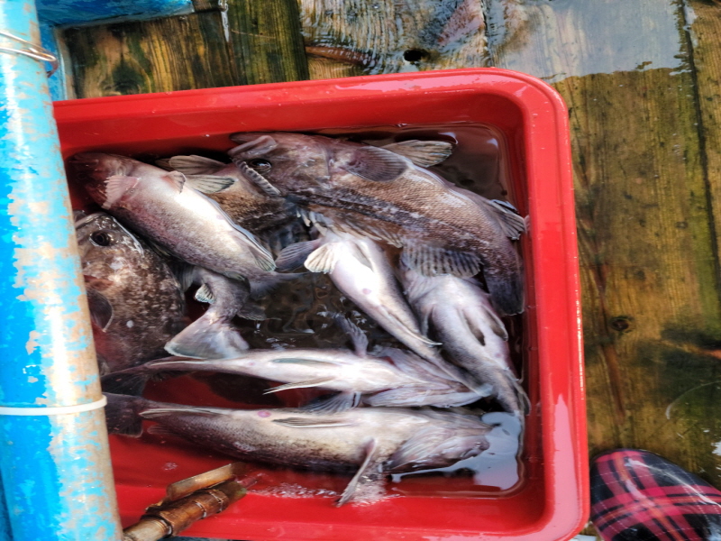 레인져호 조황갤러리입니다.