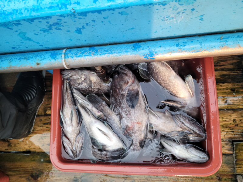 레인져호 조황갤러리입니다.