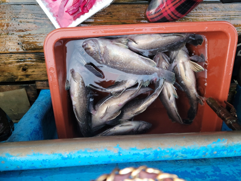 레인져호 조황갤러리입니다.