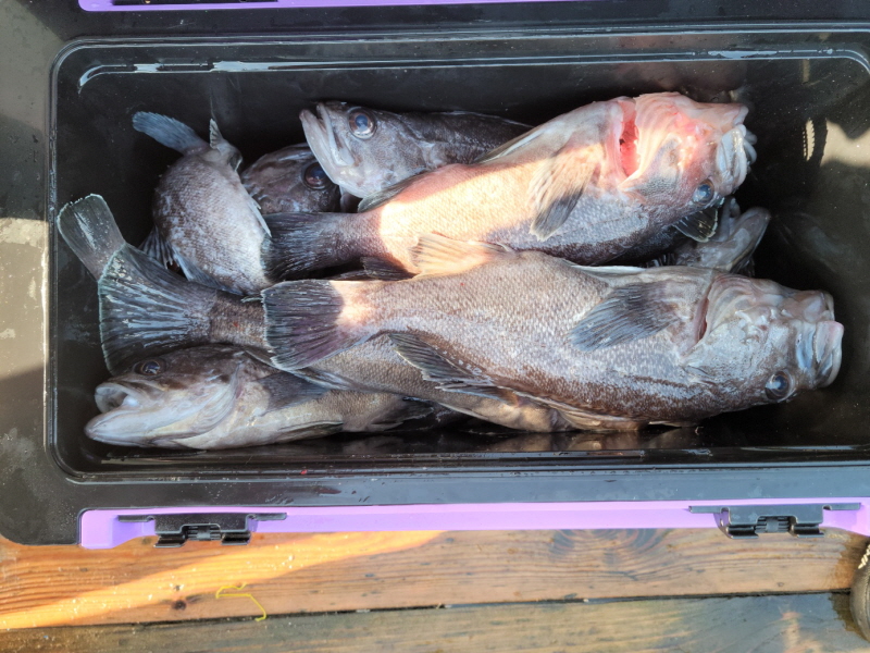 레인져호 조황갤러리입니다.