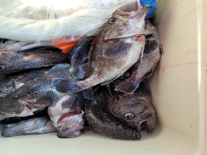 레인져호 조황갤러리입니다.