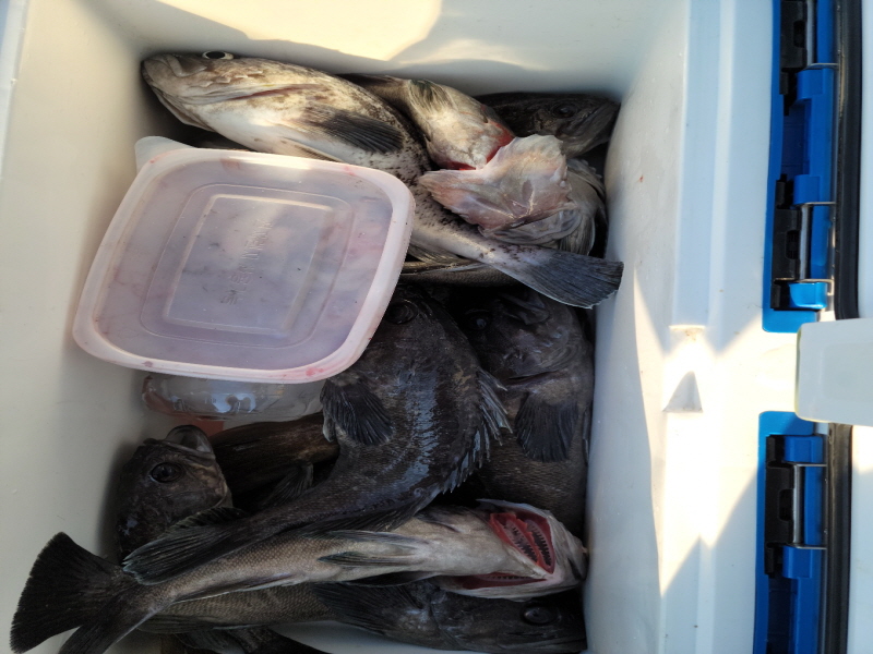 레인져호 조황갤러리입니다.