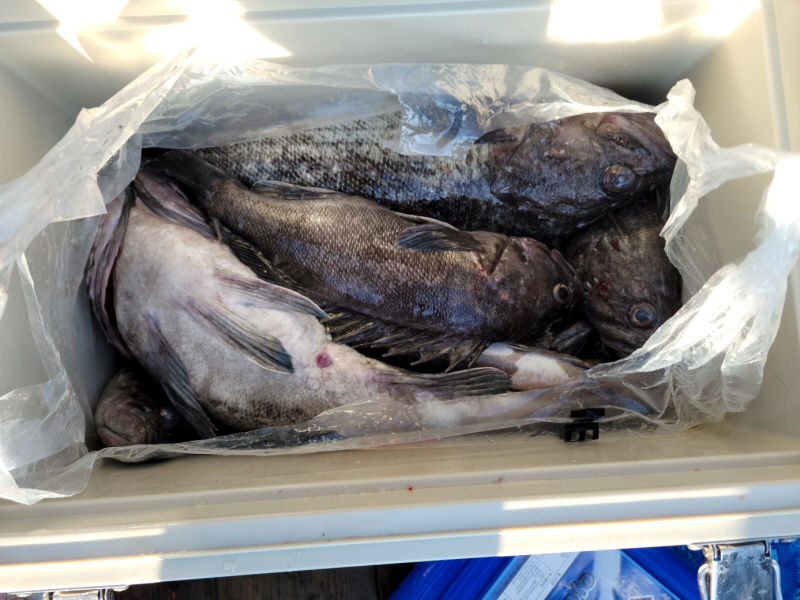 레인져호 조황갤러리입니다.