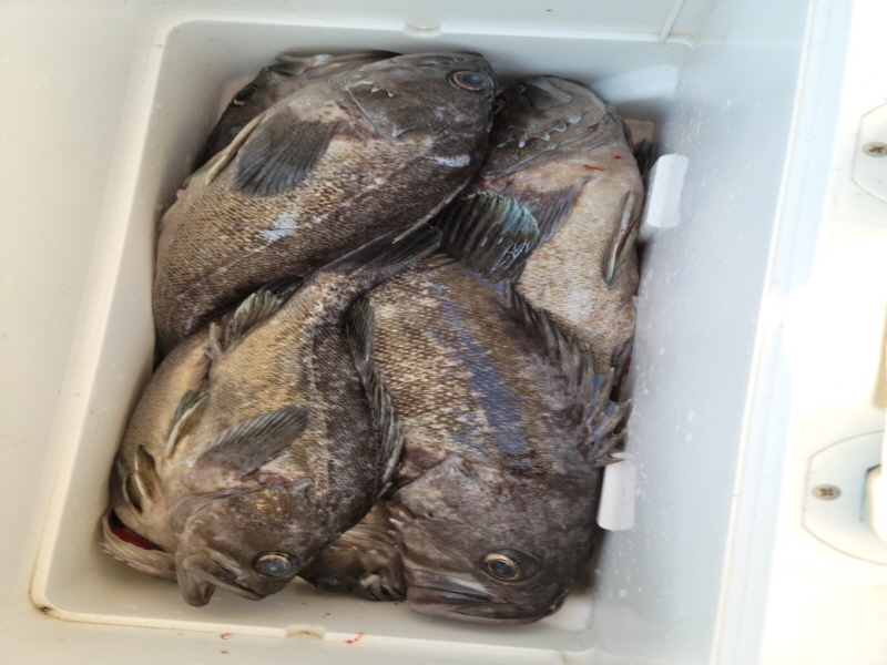 레인져호 조황갤러리입니다.