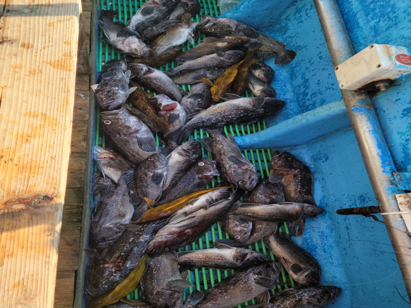 레인져호 조황갤러리입니다.