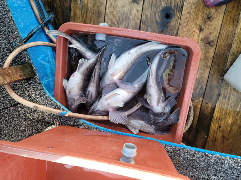 레인져호 조황갤러리입니다.